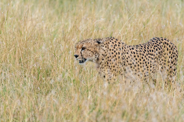 Cheetahs from Five brothers coalition walking in the plains of Masai Mara national reserve during a wildlife safari