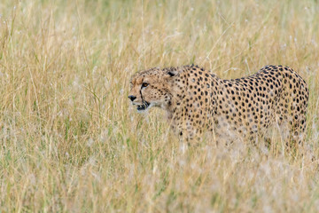 Cheetahs from Five brothers coalition walking in the plains of Masai Mara national reserve during a wildlife safari