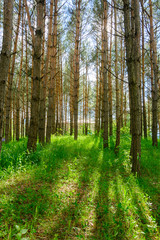 Obraz premium Alley with tall pine trees in the park