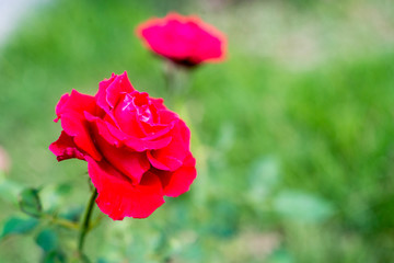 Red Roses in a garden
