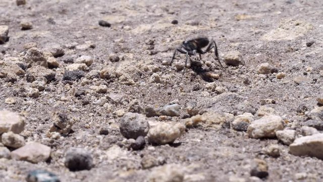 Sphex digger wasp moving sand and rocks. Locked off medium macro