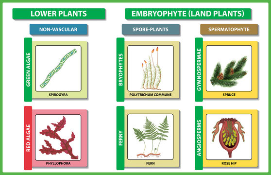 Plant classification. Diversity of living green plant divisions. Vector illustration.