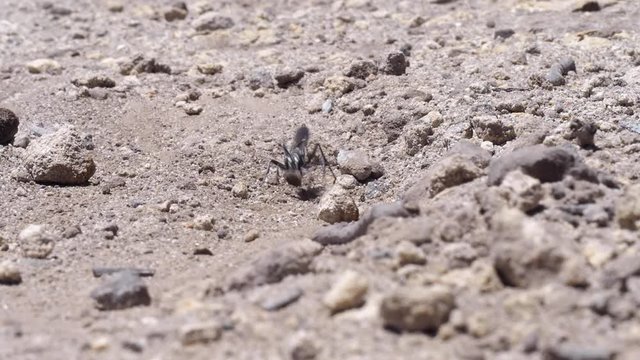 Sphex digger wasp burrowing, moving sand and rocks. Locked off wide macro