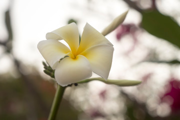 White Frangipani flowers on the tree