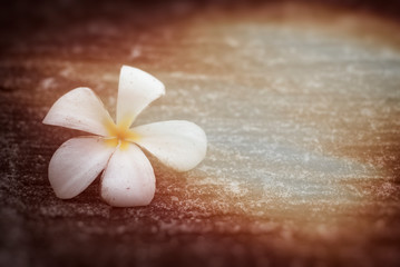 Fototapeta na wymiar close-up of White Frangipani flowers on the floor