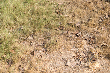 The grass withered in the field because of the hot weather. Greenhouse effect.