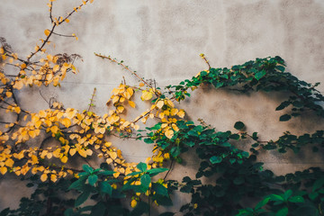 a photo of tree on background