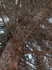 Tannenbaum ausgetrocknet