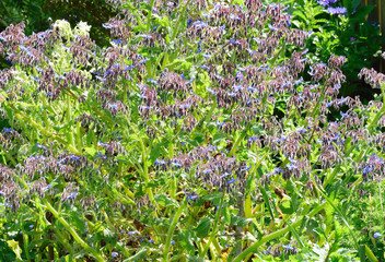 Beautiful and vibrantly colorful Flower Portraits and interesting and unusual gardens.