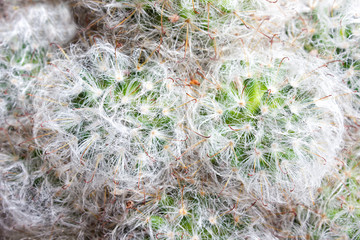 Fluffy Mammilyaria cactus - texture