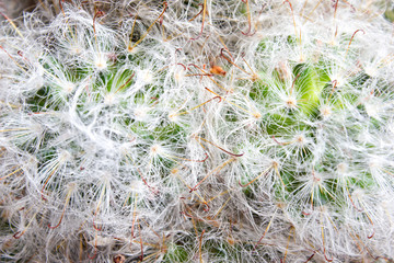 Fluffy Mammilyaria cactus - texture