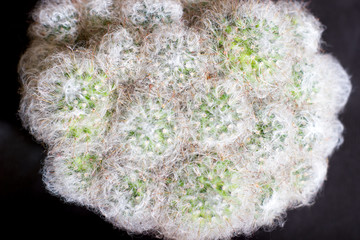 Fluffy cactus mammillaria - in a pot