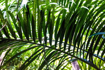 Obraz na płótnie Canvas Big and bright green leaves of a palm tree of different shades in a botanical garden. Greenhouse. Tropical forest. Plants. Nature.