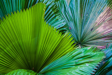 Big and bright green leaves of a palm tree of different shades in a botanical garden. Greenhouse. Tropical forest. Plants. Nature.