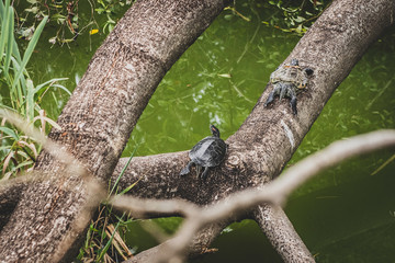 Honk Kong, November 2018 - turtles in Kowloon City Park