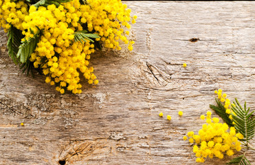 Beautiful Mimosa flower on a wooden backgraund. - Image