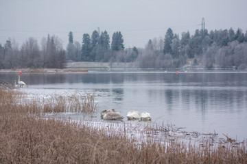 Naklejka premium Winter calm landscape on a river with a white swans sleeping on ice. Finland, river Kymijoki.