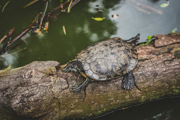 Obraz premium Honk Kong, November 2018 - turtles in Kowloon City Park