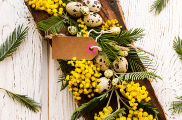 Easter background and beautiful Mimosa flower . - Image