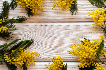 Beautiful Mimosa flower on a wooden backgraund. - Image