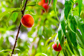 Peaches on branch