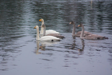 Autumn dark calm landscape on a foggy river with a white swans and trees reflection in water. Finland, river Kymijoki.