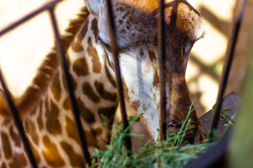 Fototapeta na wymiar Giraffe eating