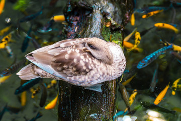duck on branch over water