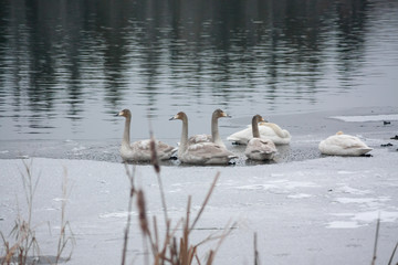 Winter calm landscape on a river with a white swans on ice. Finland, river Kymijoki.