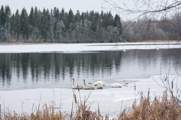 Obraz na płótnie Canvas Winter calm landscape on a river with a white swans sleeping on ice. Finland, river Kymijoki.