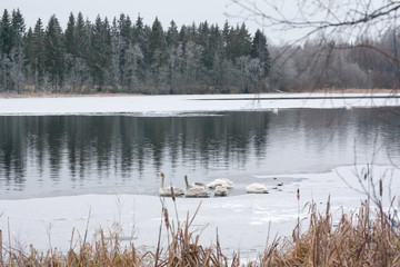 Winter calm landscape on a river with a white swans sleeping on ice. Finland, river Kymijoki.