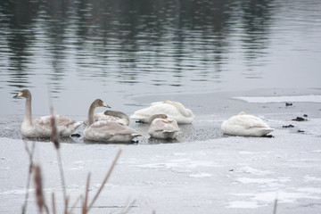 Winter calm landscape on a river with a white swans sleeping on ice. Finland, river Kymijoki.