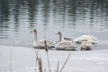 Winter calm landscape on a river with a white swans sleeping on ice. Finland, river Kymijoki.