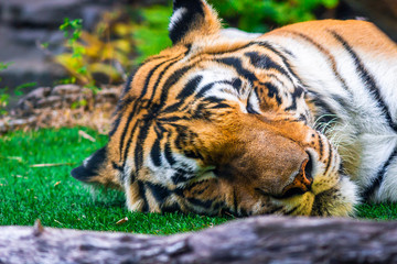 tiger sleeping