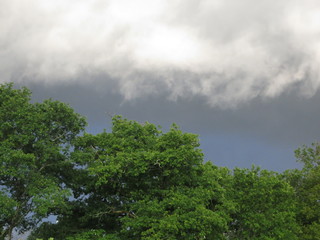 Arbre s et deux gris de nuages