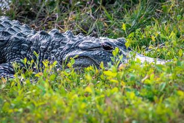 alligator in everglades