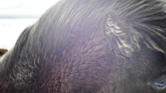 Close Up of Black Icelandic Horse in Cold Environment