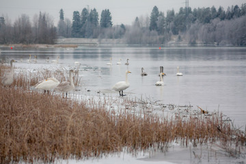 Winter calm landscape on a river with a white swans on ice. Finland, river Kymijoki.