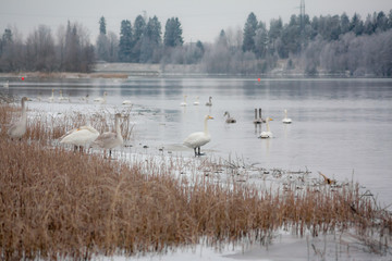Winter calm landscape on a river with a white swans on ice. Finland, river Kymijoki.