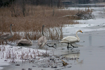 Winter calm landscape on a river with a white swans on ice. Finland, river Kymijoki.