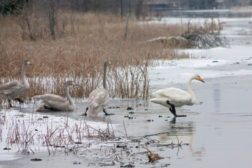 Winter calm landscape on a river with a white swans on ice. Finland, river Kymijoki.