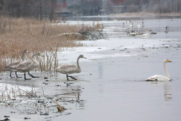 Winter calm landscape on a river with a white swans on ice. Finland, river Kymijoki.