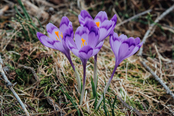 Fototapeta premium The crocuses family