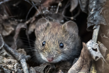 Maus schaut aus dem Bau