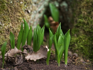 Junger Bärlauch im Wald