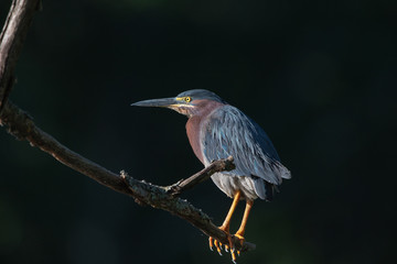 Green Heron in the Morning Light