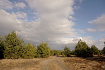 Young pine forest against the blue sky with clouds