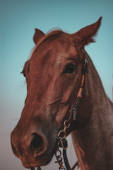 Closeup of Horse Head