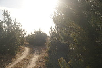 pine trees in sunlight