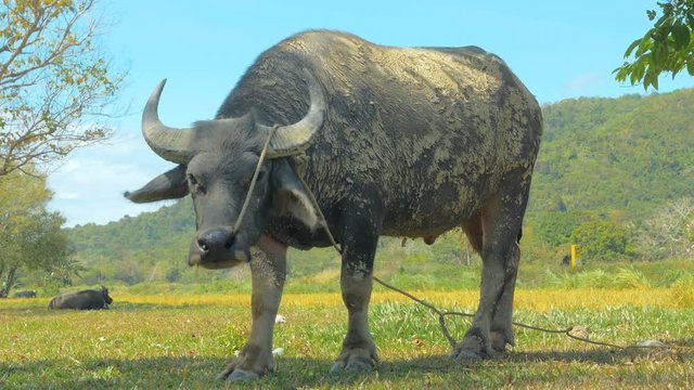 Close up shot of dirty water buffalo (carabao) tied to the tree. Palawan island, Philippines.